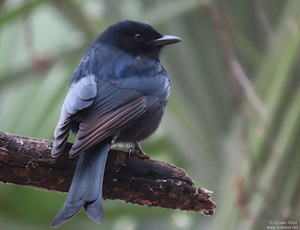 Drongo brillantadulte