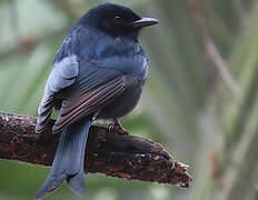 Fork-tailed Drongo