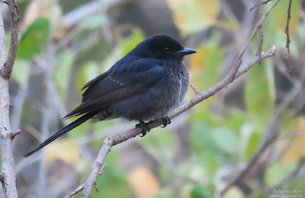 Fork-tailed Drongojuvenile