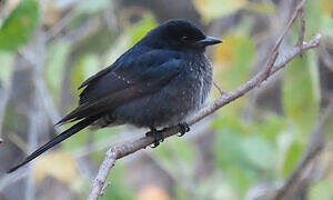 Fork-tailed Drongo