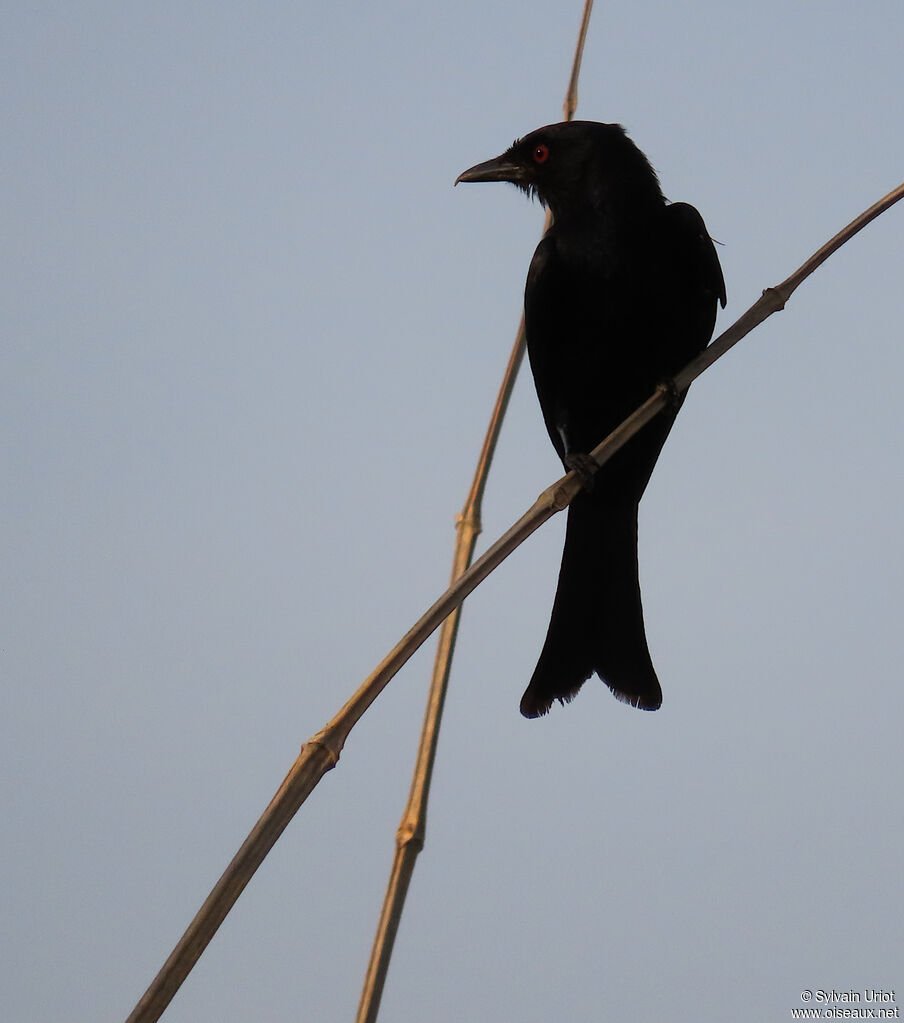 Drongo brillantadulte