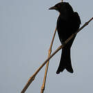 Drongo brillant