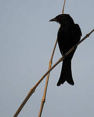 Drongo brillant