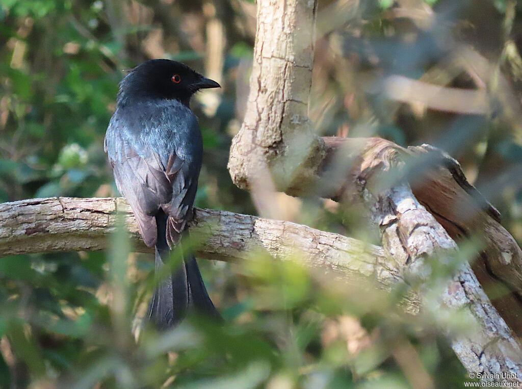 Common Square-tailed Drongoadult