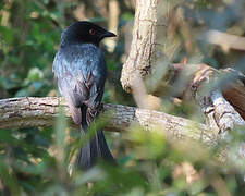 Square-tailed Drongo