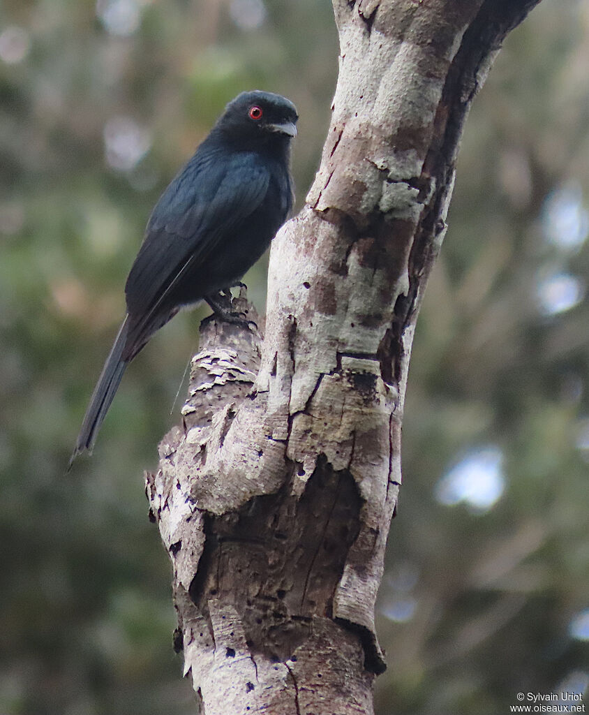 Common Square-tailed Drongoadult