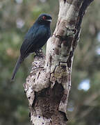 Common Square-tailed Drongo