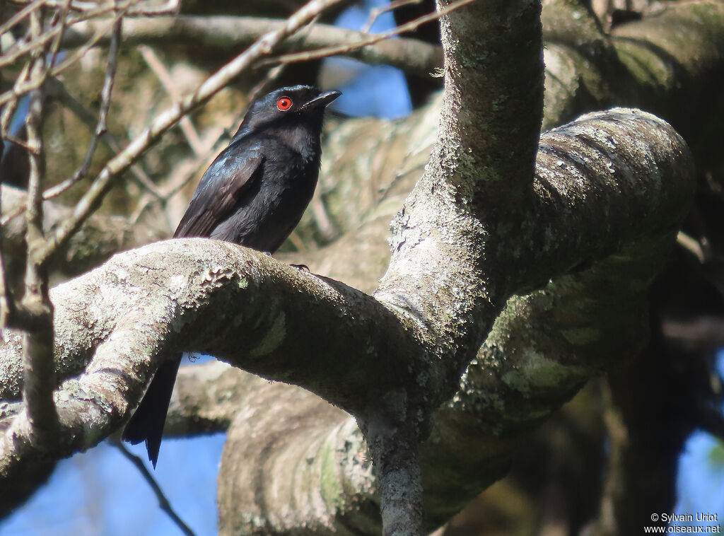 Common Square-tailed Drongoadult