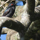 Drongo de Ludwig