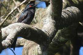 Common Square-tailed Drongo