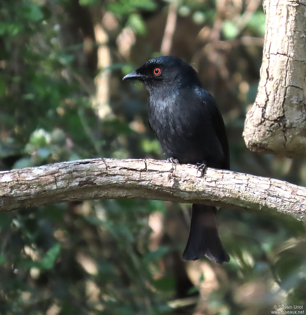 Common Square-tailed Drongoadult