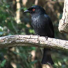Drongo de Ludwig