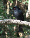 Drongo de Ludwig