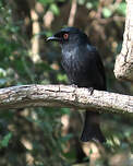 Drongo de Ludwig