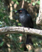 Common Square-tailed Drongo