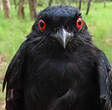 Drongo de Sharpe