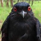 Drongo de Sharpe