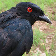 Sharpe's Drongo