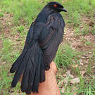 Drongo de Sharpe
