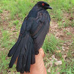Drongo de Sharpe