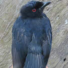 Drongo de Sharpe