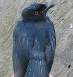 Drongo de Sharpe