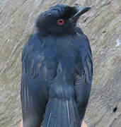Sharpe's Drongo