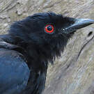 Drongo de Sharpe