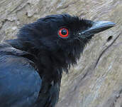 Drongo de Sharpe