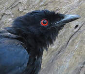 Drongo de Sharpe
