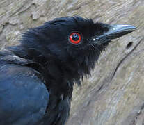 Sharpe's Drongo