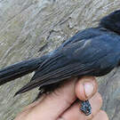 Drongo de Sharpe