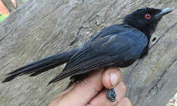 Drongo de Sharpe