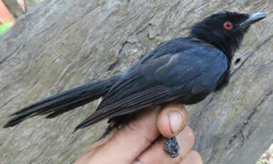 Drongo de Sharpe
