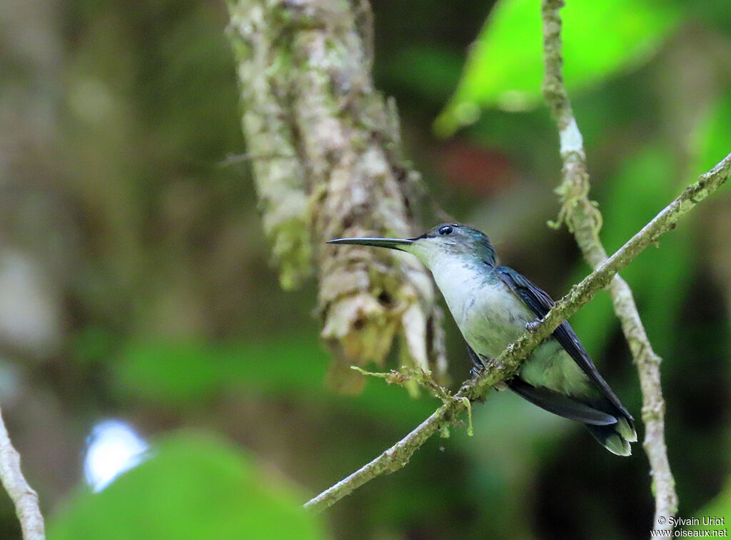 Fork-tailed Woodnymph female adult