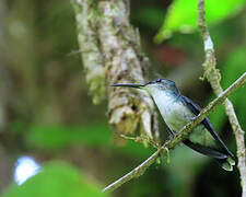 Fork-tailed Woodnymph