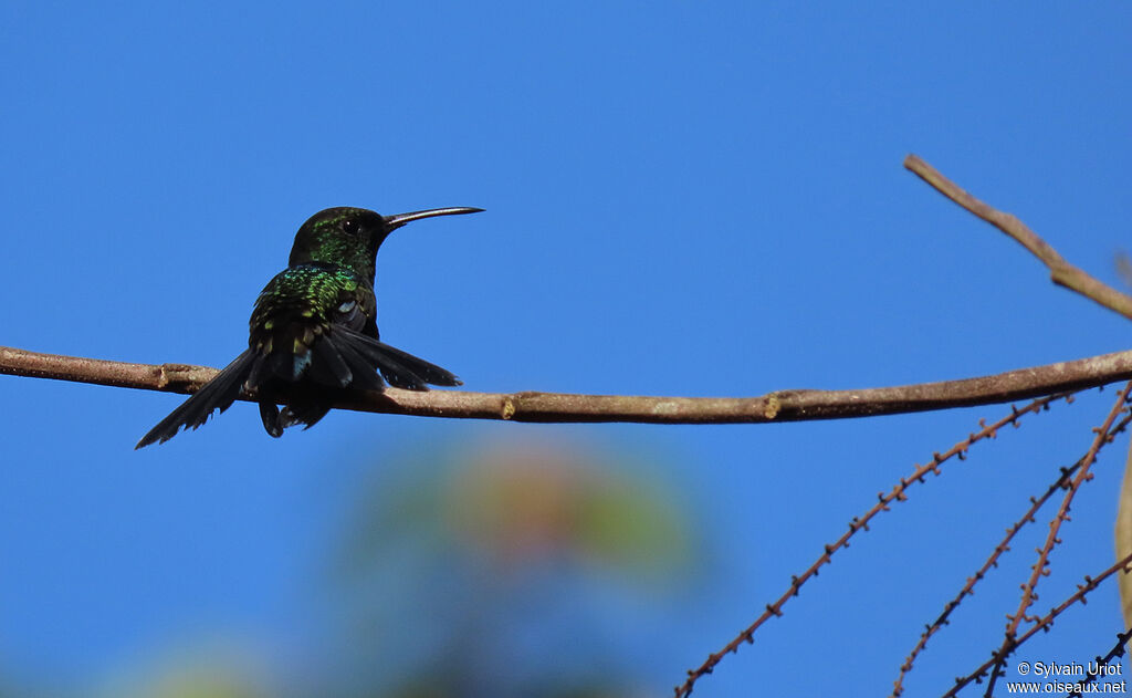 Fork-tailed Woodnymph male adult