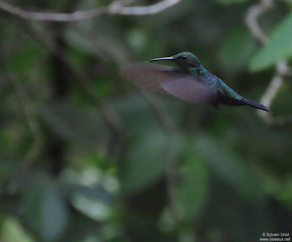 Fork-tailed Woodnymph male adult