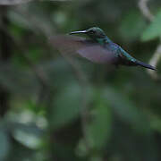 Fork-tailed Woodnymph