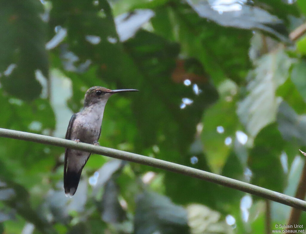 Fork-tailed Woodnymph female adult