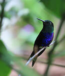 Dryade à queue fourchue