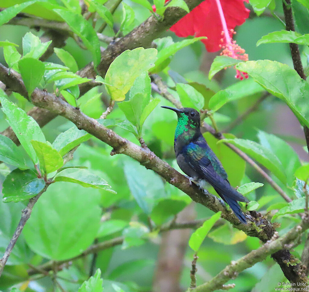 Dryade à queue fourchue