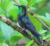 Dryade à queue fourchue