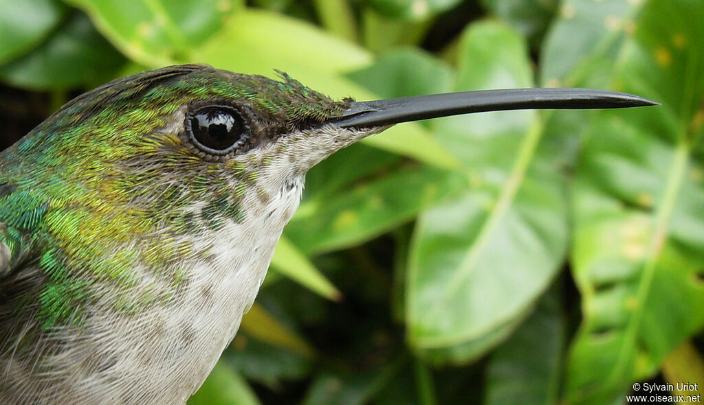 Fork-tailed Woodnymph female adult