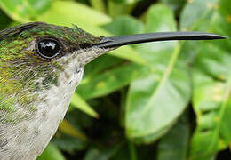 Fork-tailed Woodnymph