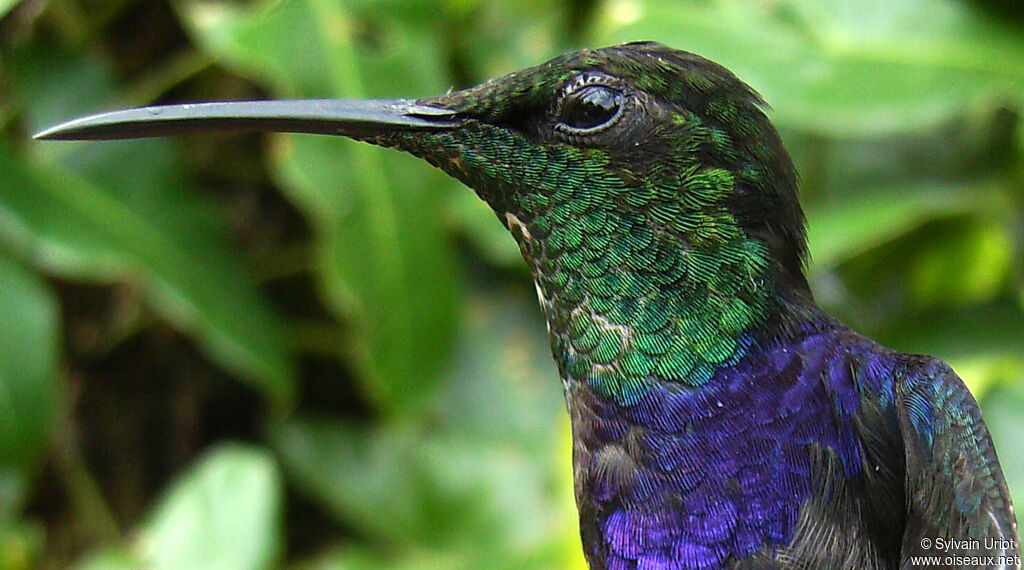 Fork-tailed Woodnymph male adult