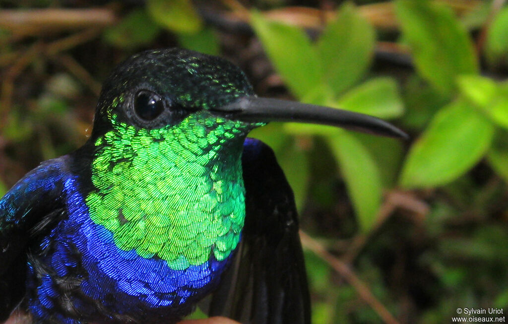 Fork-tailed Woodnymph male adult