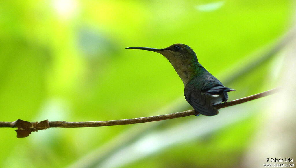 Fork-tailed Woodnymph female adult