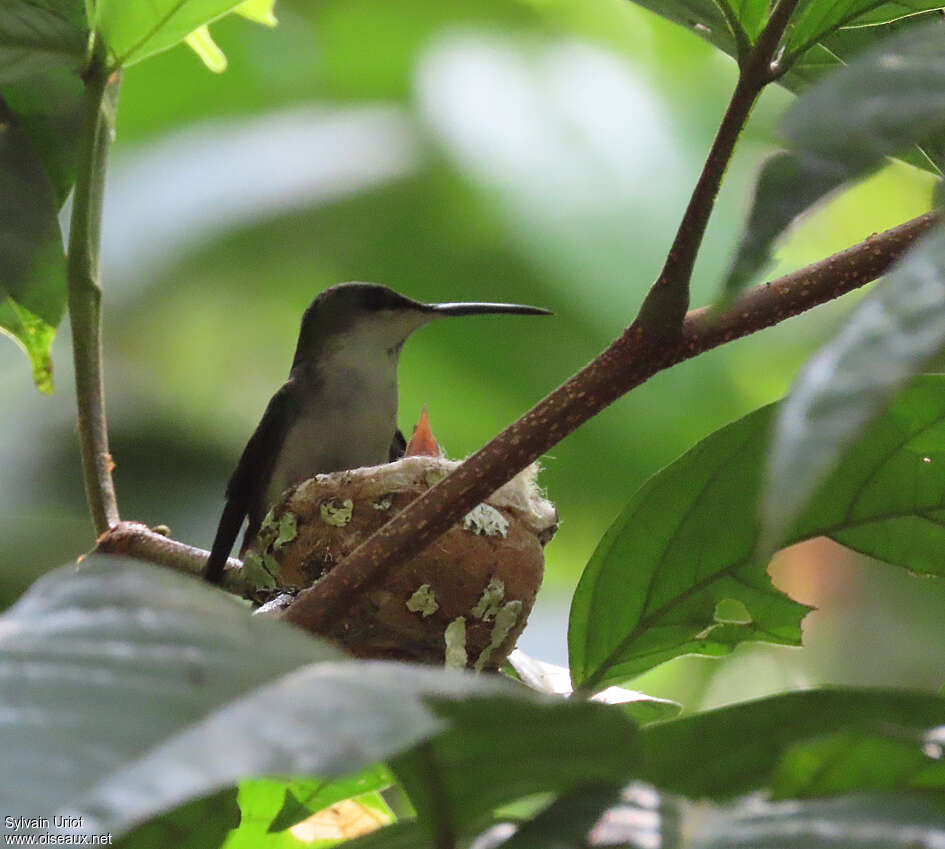 Fork-tailed Woodnymph, Reproduction-nesting