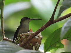 Fork-tailed Woodnymph